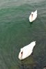 Luzern Swans swimming in Lake Luzern.